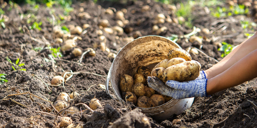 How to Successfully Grow Spuds from Seed Potatoes throughout NZ