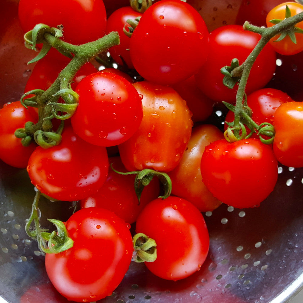 Buy heirloom tomato seeds NZ wide