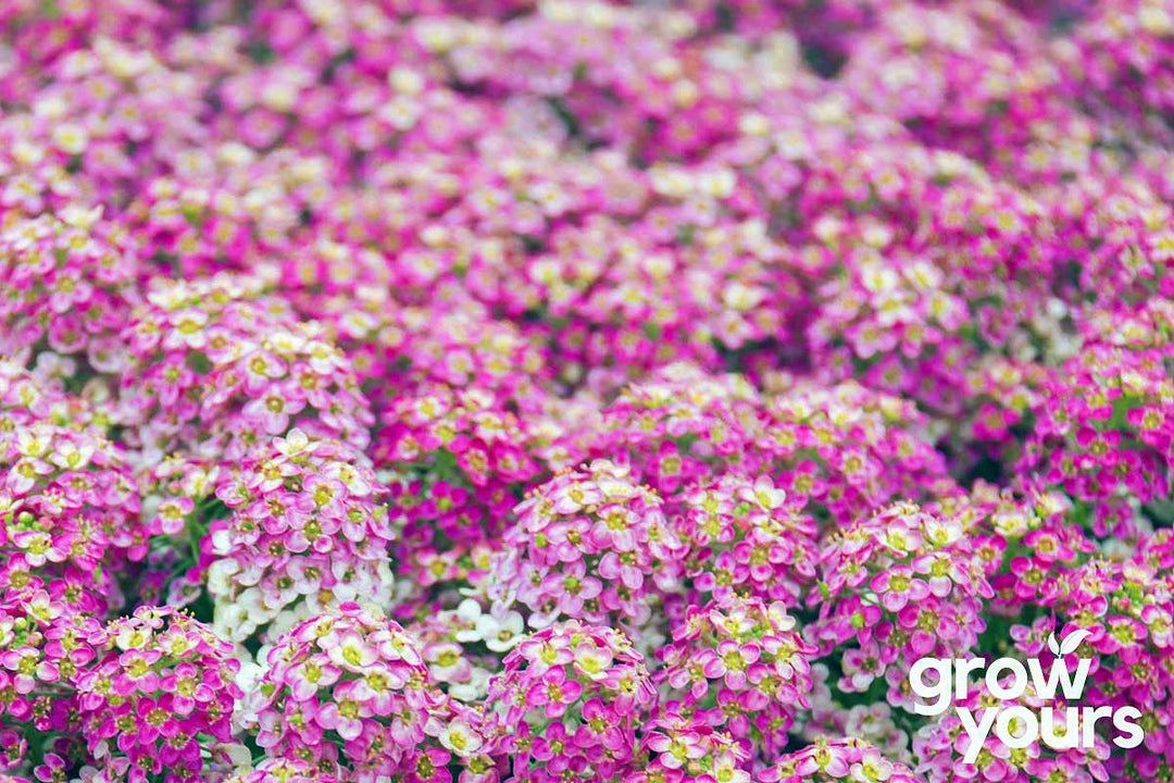 Alyssum ‘Rosie O Day’