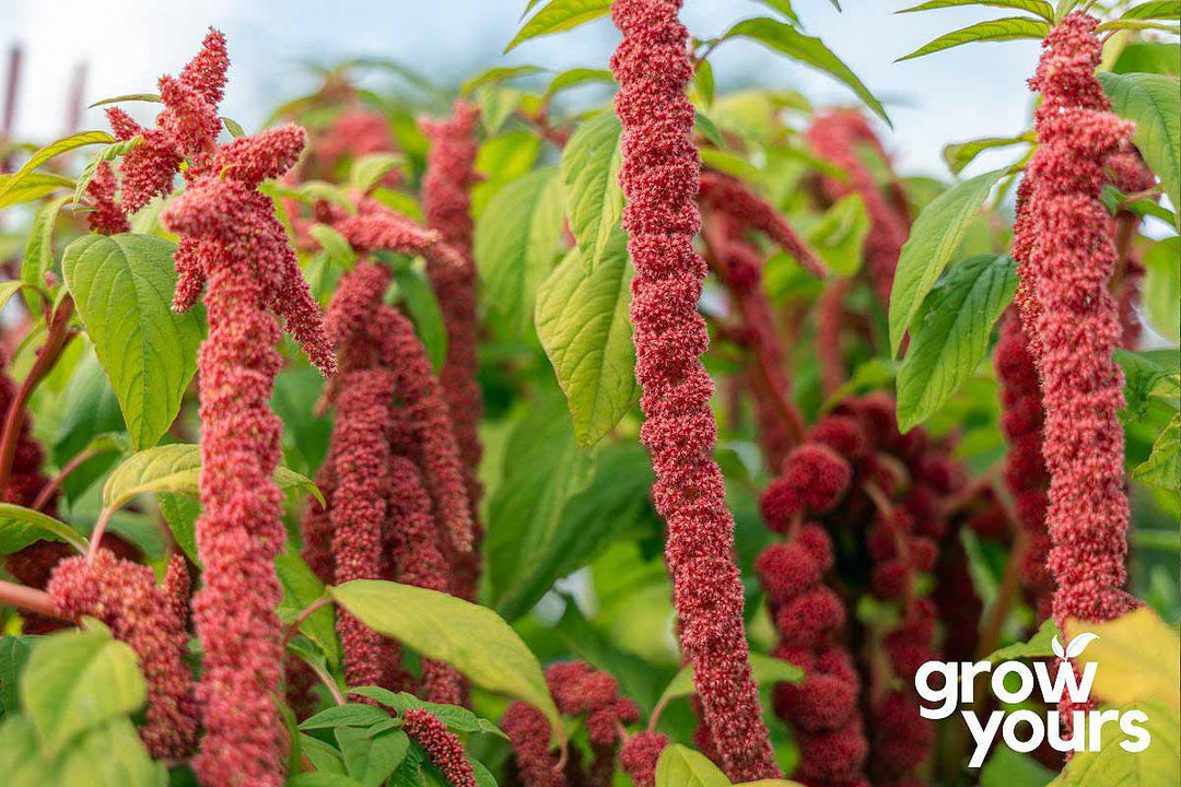 Amaranth ‘Coral Fountain’