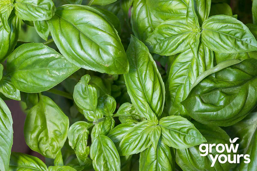 Basil Italian Large Leaf growing