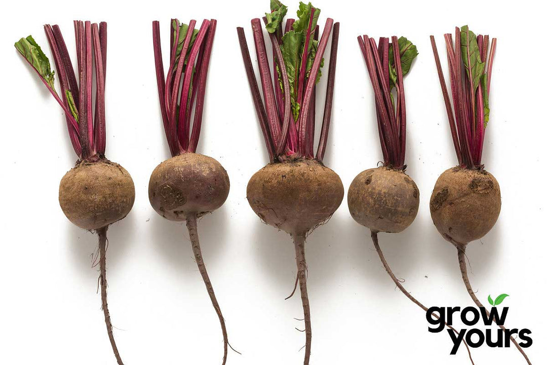 Beetroot ‘Detroit Dark Red’