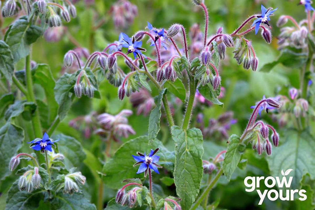 Borage flowering in the garden