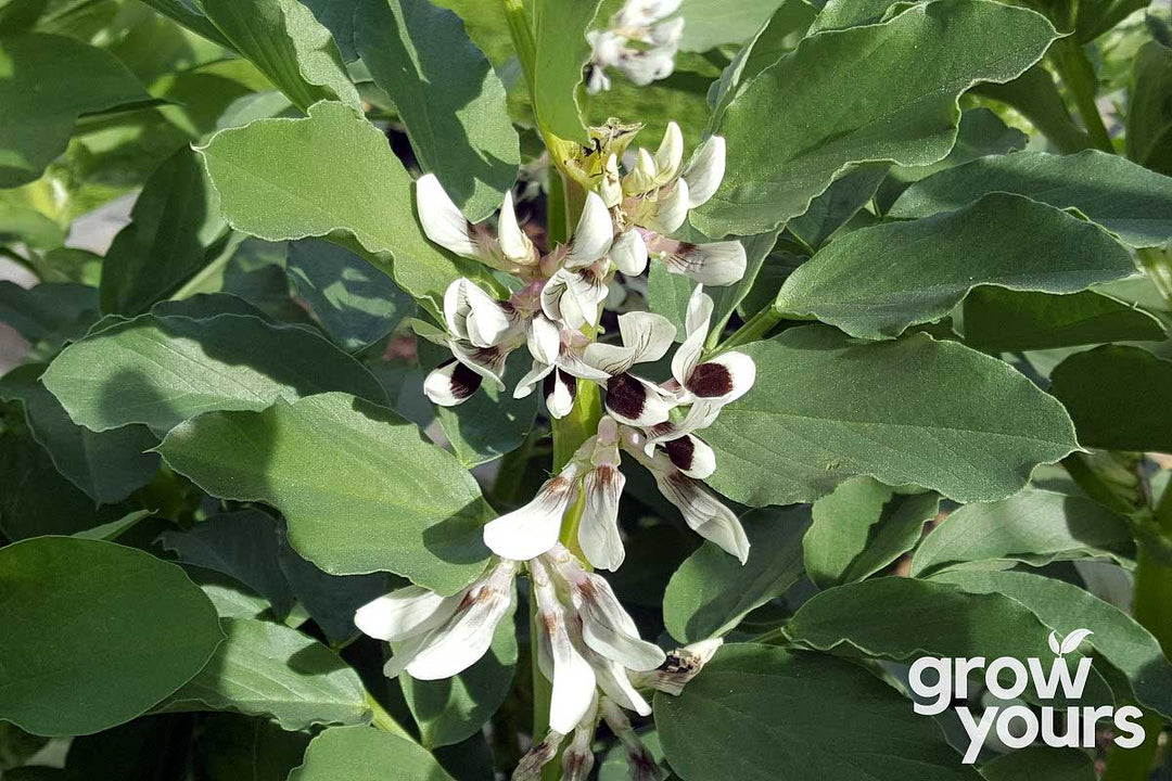 Broad Beans flowering in the garden