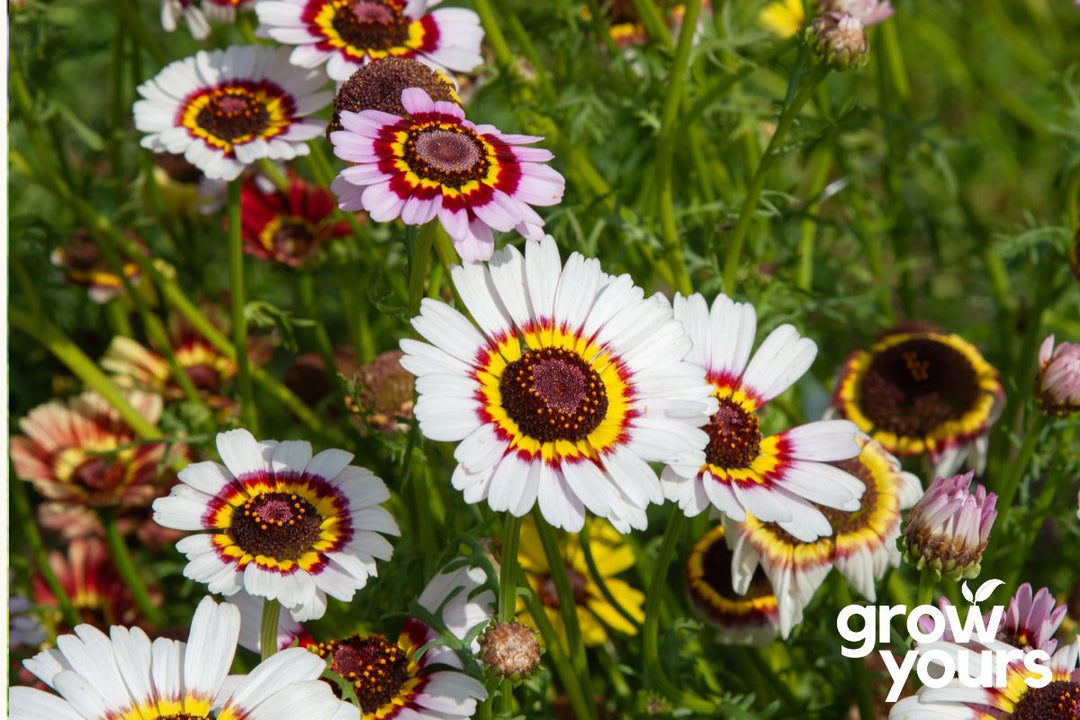 Chrysanthemum 'Painted Daisy'