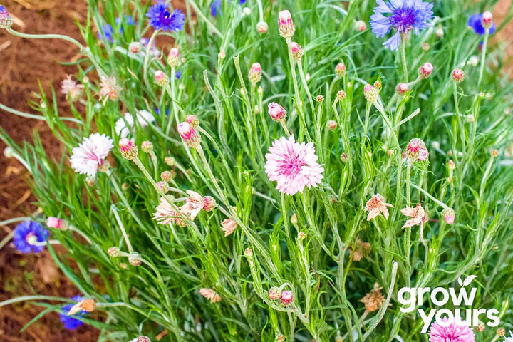 A garden bed of 'Mixed Colours' Cornflowers with blooms in various shades including purple, white, magenta, lavender, and rose.