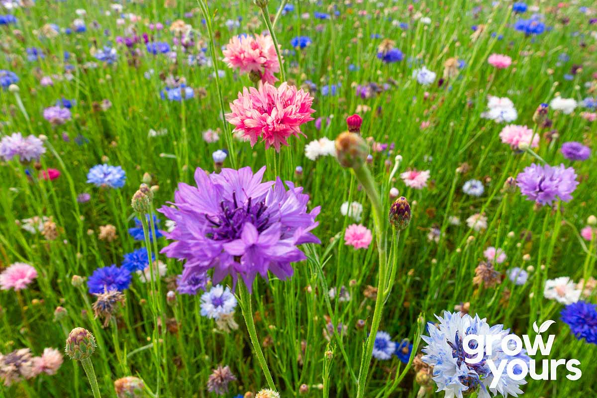 Cornflower 'Mixed Colours' Seeds - Cornflower Bachelors Buttons NZ ...