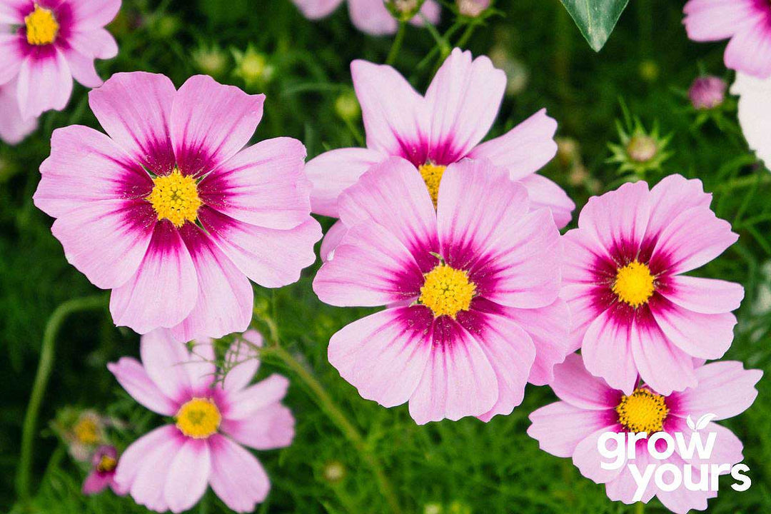 Cosmos 'Daydream'