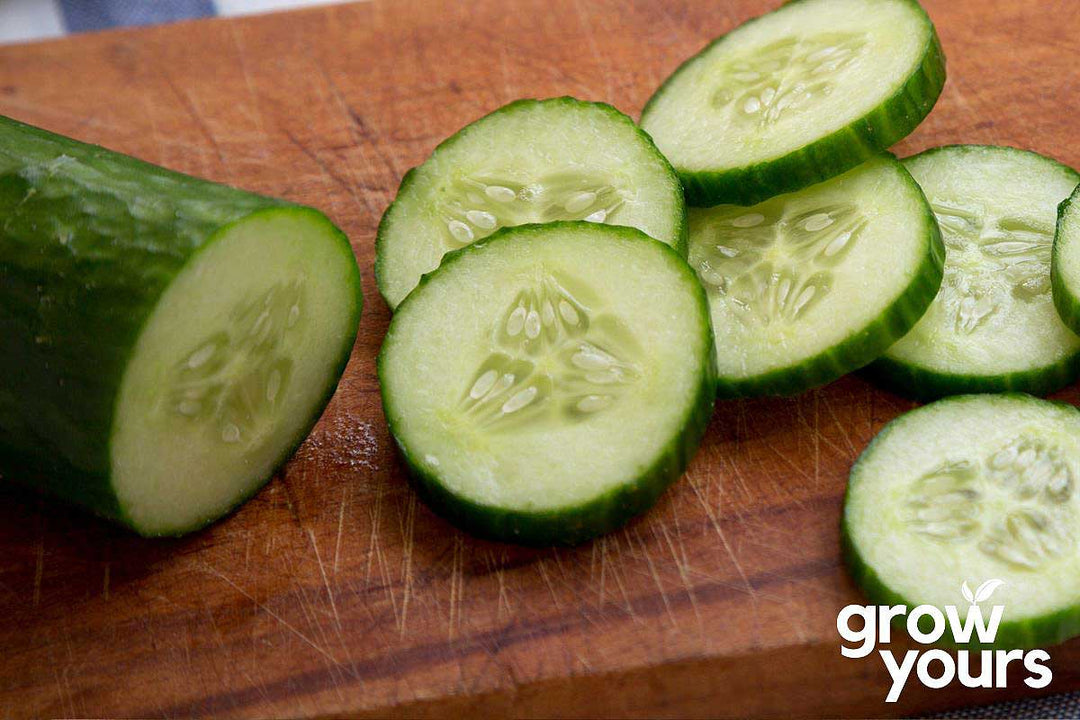 Cucumber ‘Moneymaker’