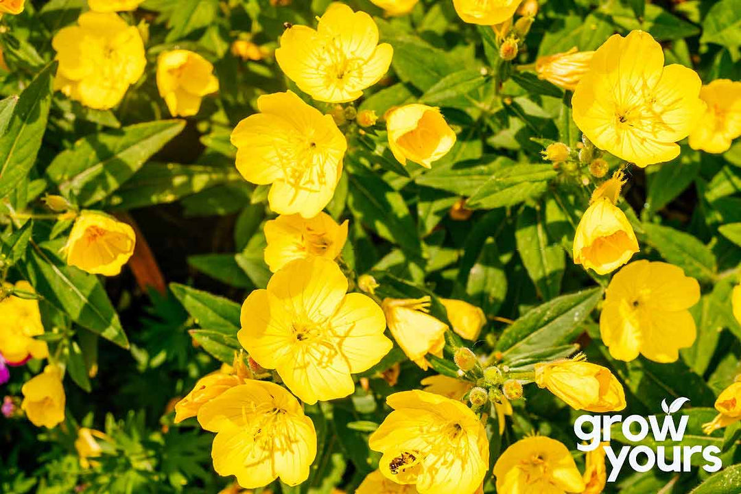 Evening Primrose 'Dwarf'