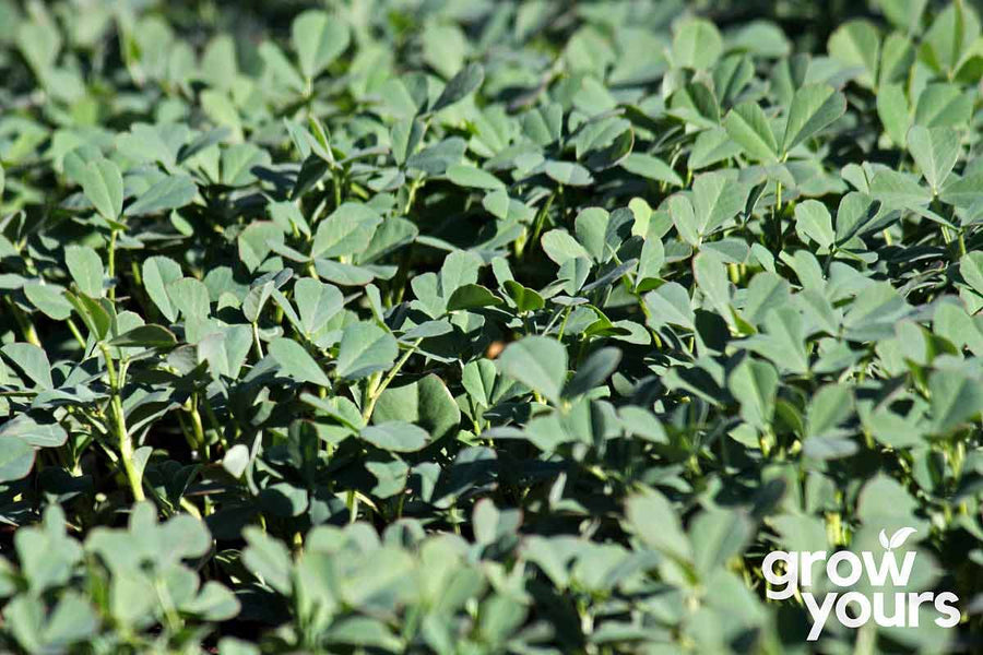 Fenugreek Seeds Fenugreek Seeds for Growing NZ Grow Yours