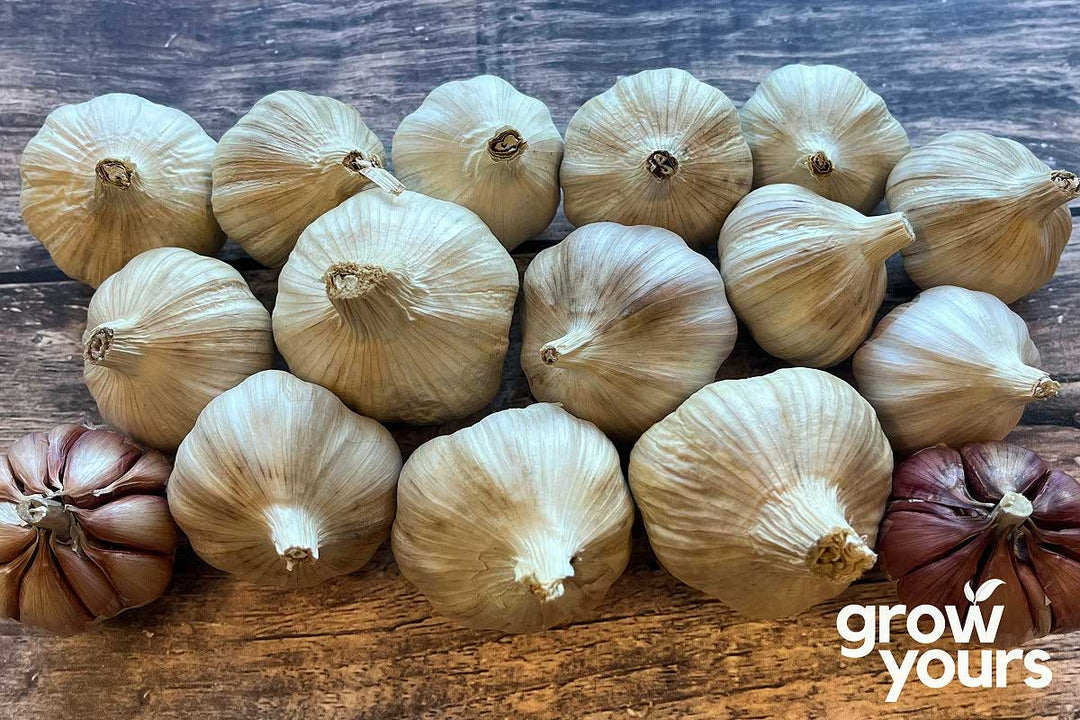 Garlic ‘Ajo Rojo’