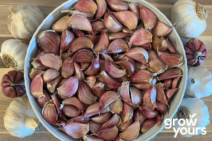 Garlic ‘Ajo Rojo’