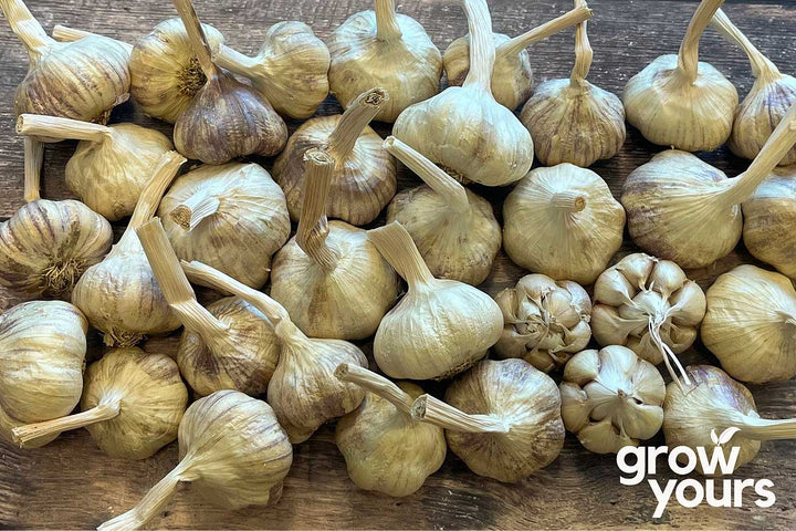 Garlic ‘Artichoke’