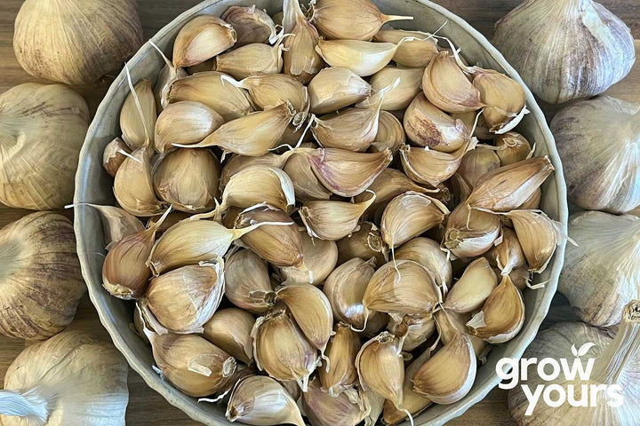 Garlic ‘Artichoke’