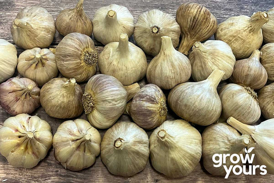 Garlic ‘Chesnok Red’