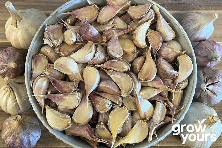 Garlic ‘Chesnok Red’
