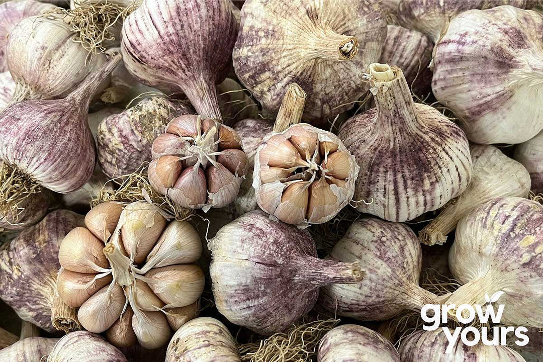 Garlic ‘Early Purple’