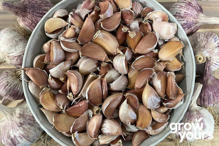 Garlic ‘Early Purple’