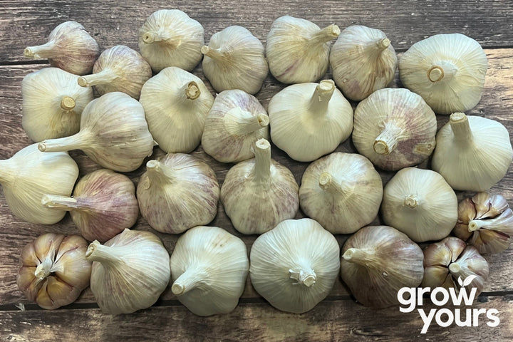 Garlic ‘Asiatic’