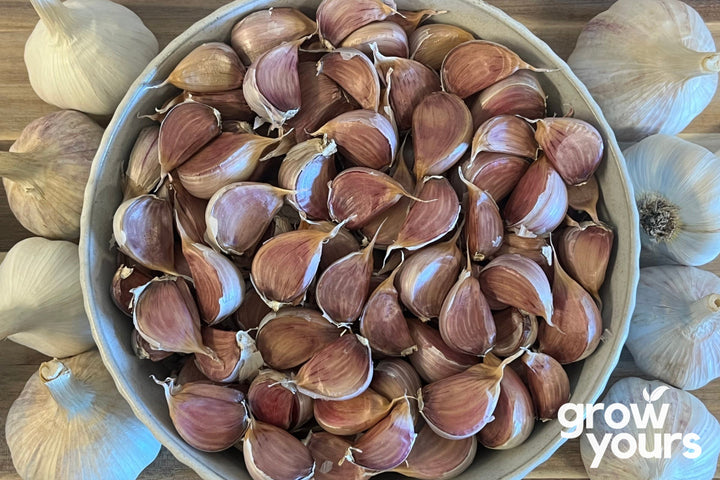 Garlic ‘Asiatic’