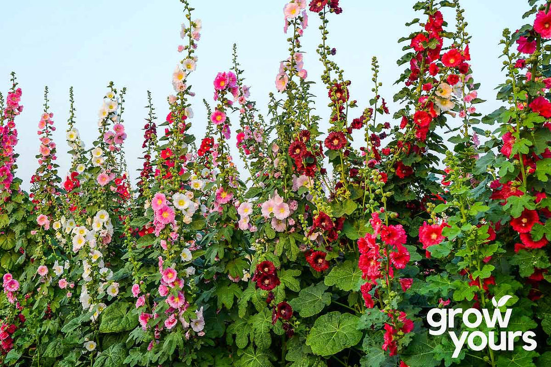 Hollyhock 'Summer Carnival Mix'