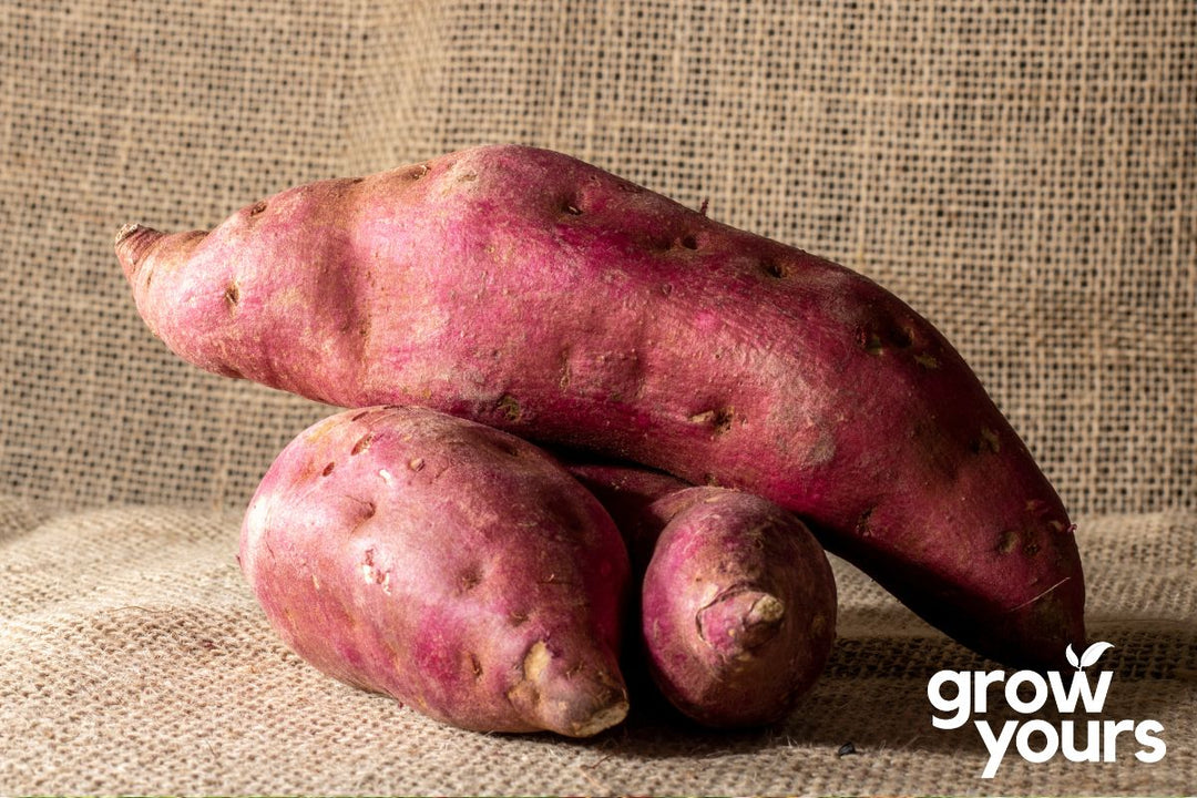 Kumara ‘Owairaka Red’ Plants