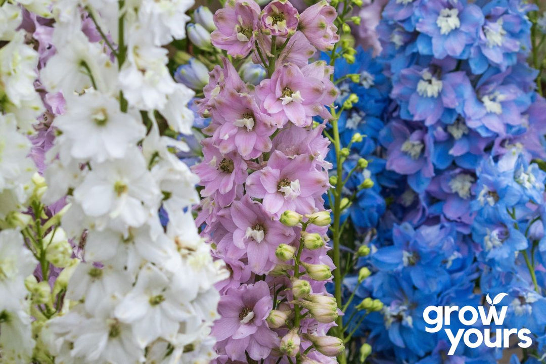 Larkspur 'Imperial Mix'