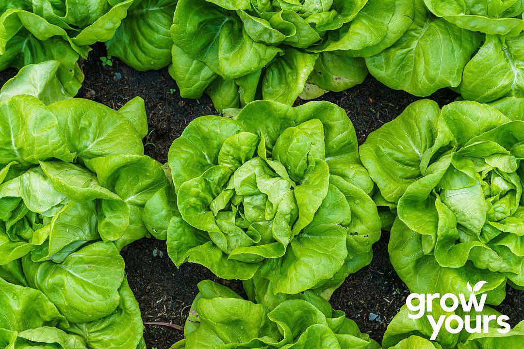 Lettuce ‘Buttercrunch’