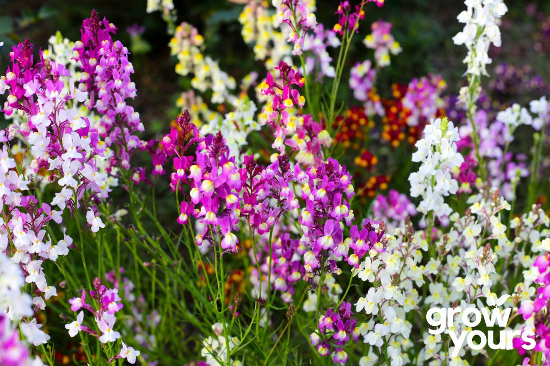 Linaria 'Fairy Bouquet'