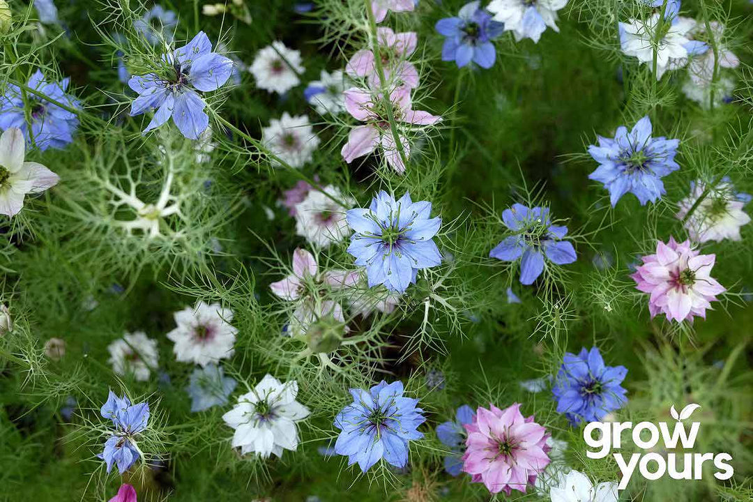 Nigella Miss Jekyll ‘Love in a Mist’