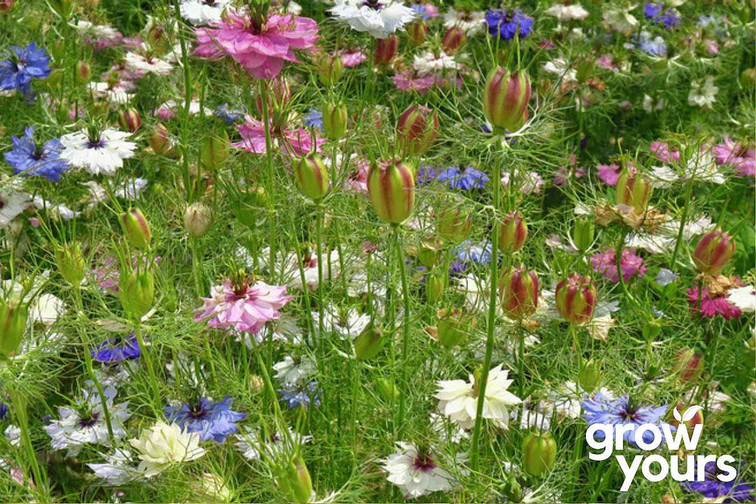 Nigella Miss Jekyll ‘Love in a Mist’