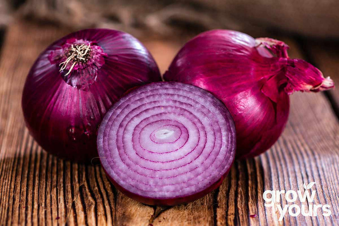 Onion Red Burgundy grown from heirloom vegetable seeds