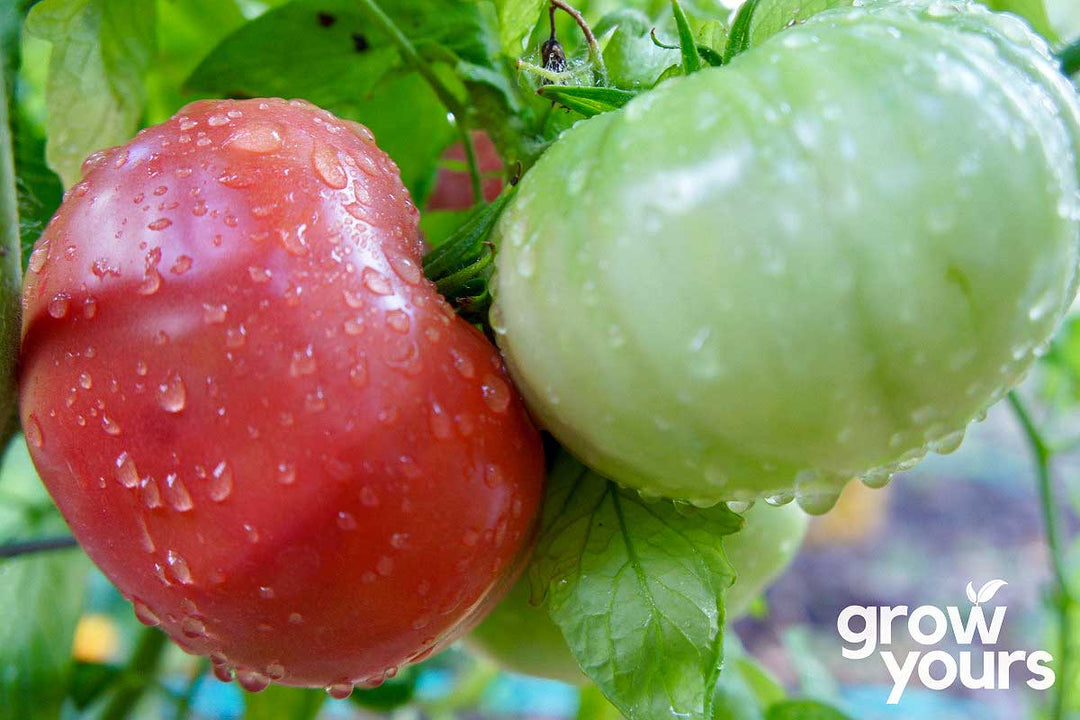 https://growyours.nz/cdn/shop/files/Pink-Brandywine-Tomatoes-ripening-on-the-vine.jpg?v=1697926447&width=1080
