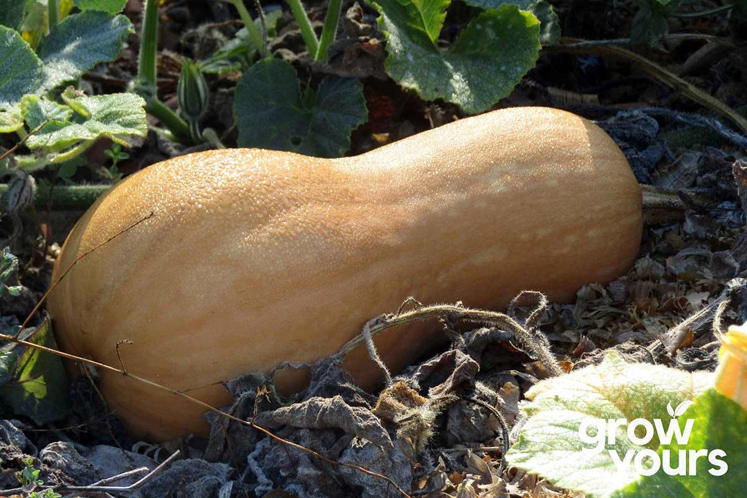 Pumpkin ‘Chucks Winter’