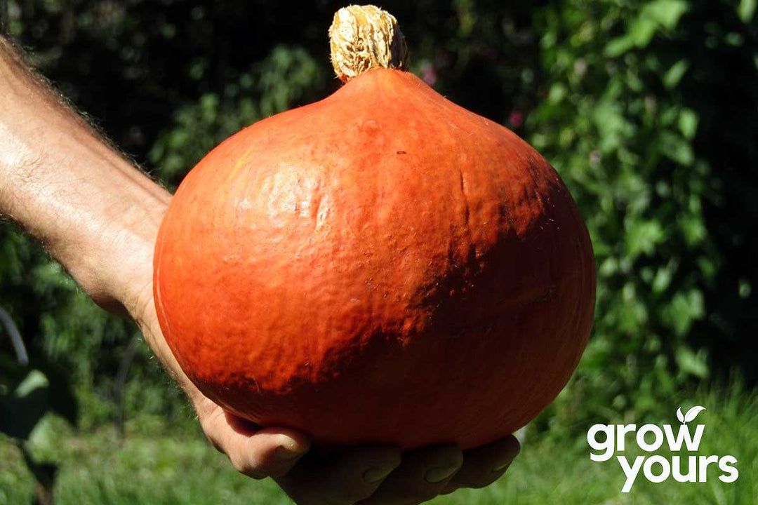 Pumpkin ‘Red Kuri’