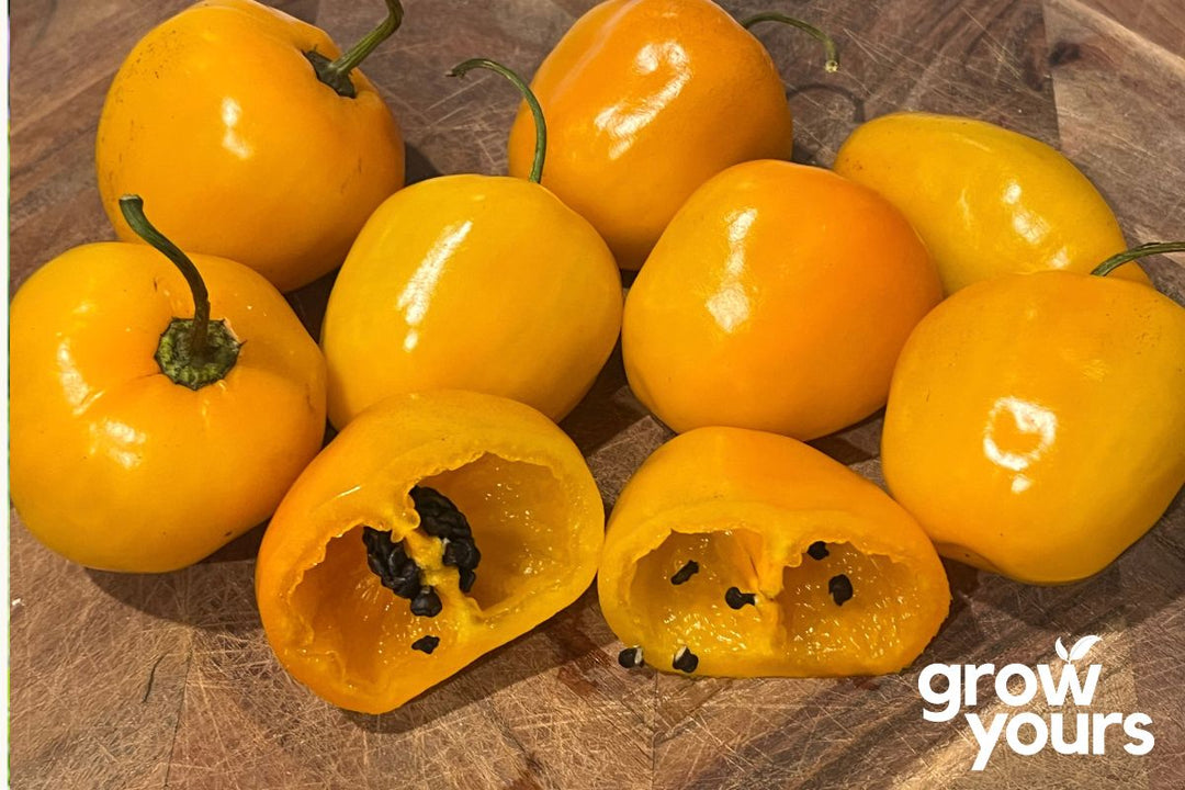 Chilli ‘Rocoto Yellow’