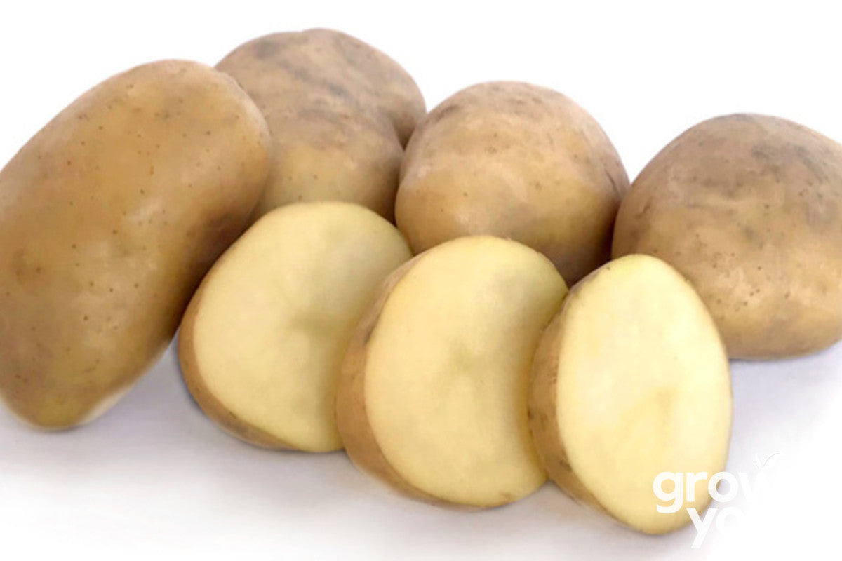 Potato ‘Jersey Bennes’