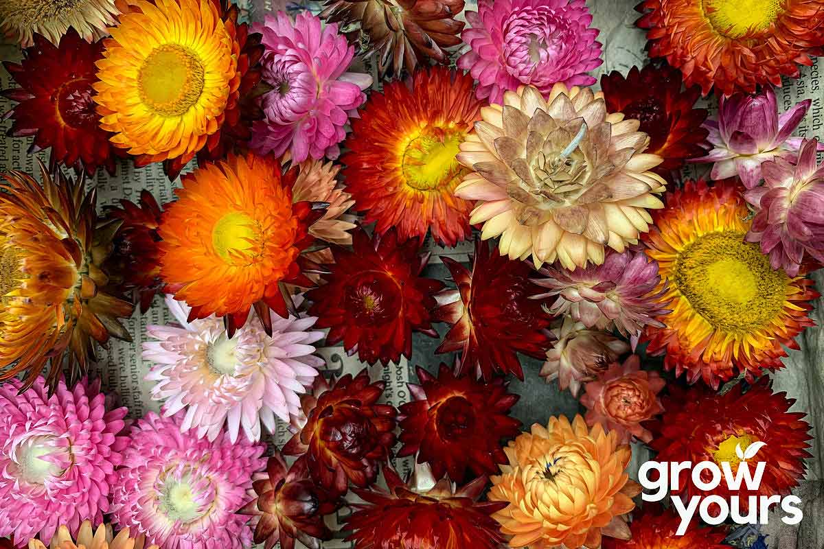 Strawflower 'Tall Double Mix' Seeds - Strawflower Seeds NZ – Grow Yours