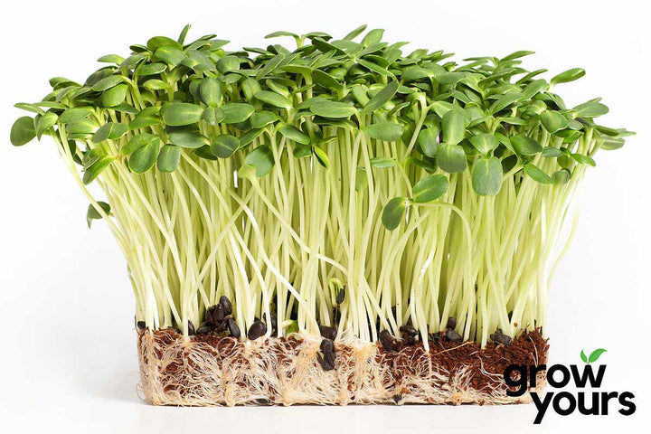 Sunflower - Microgreens Seeds