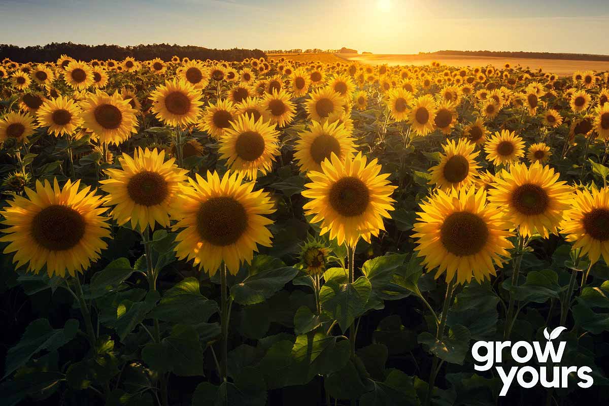 Sunflower 'Paddock Mix' Seeds - Sunflower Seeds NZ – Grow Yours