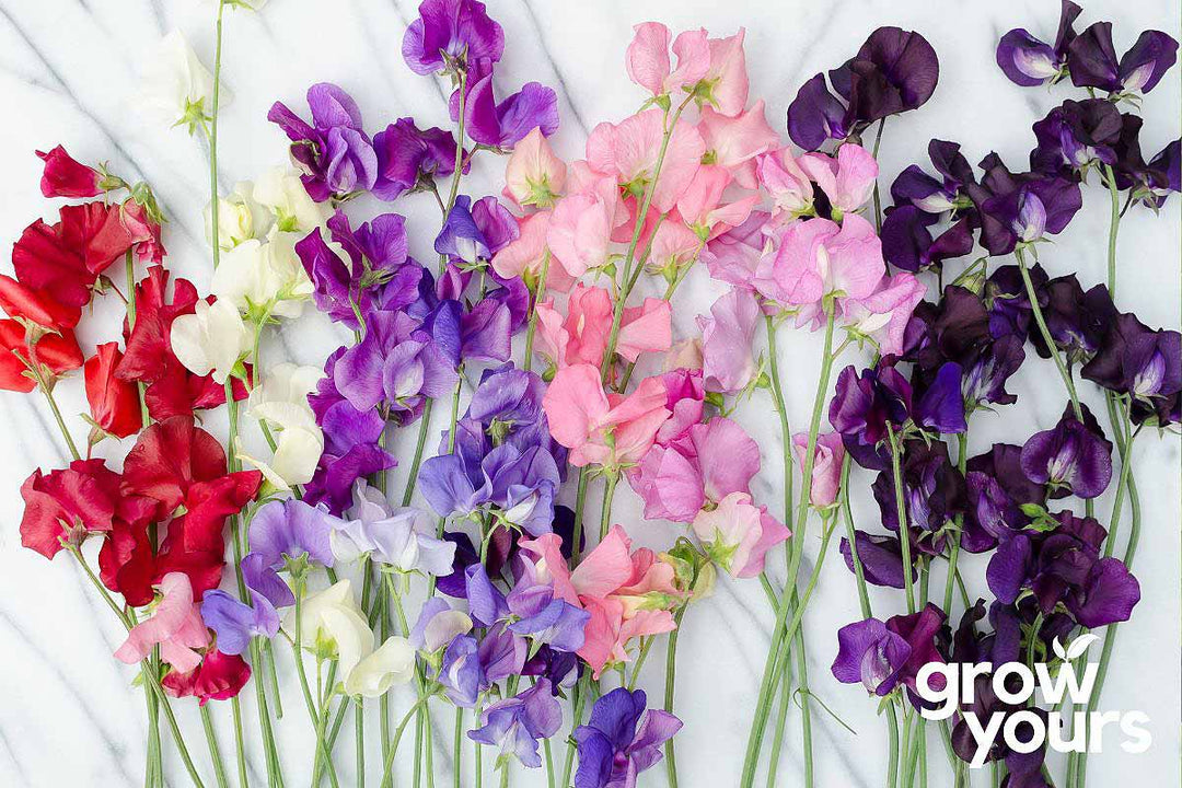 Sweet Pea ‘Heirloom Mix’