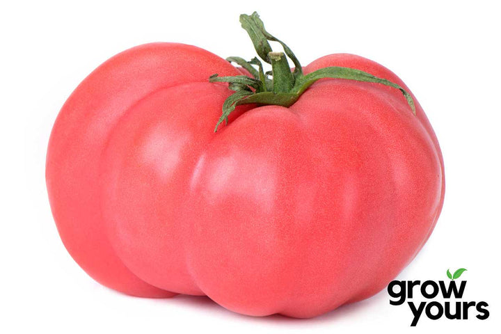 Tomato ‘Brandywine Pink’