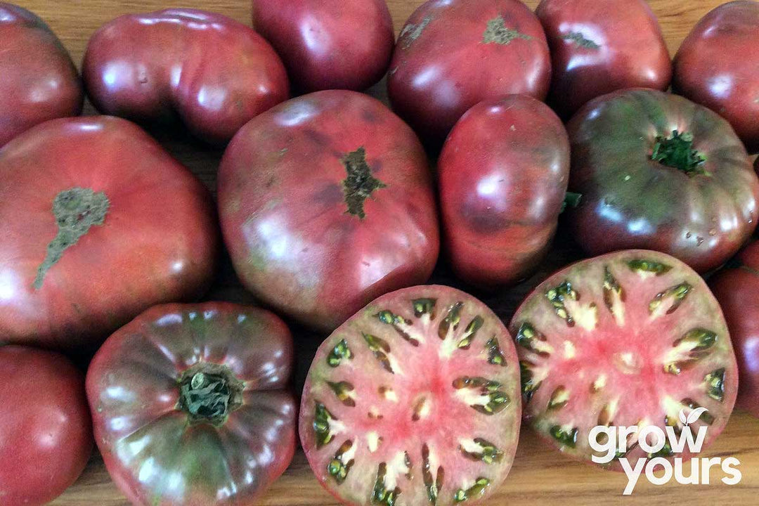 Tomato Cherokee Purple grown from heirloom seeds