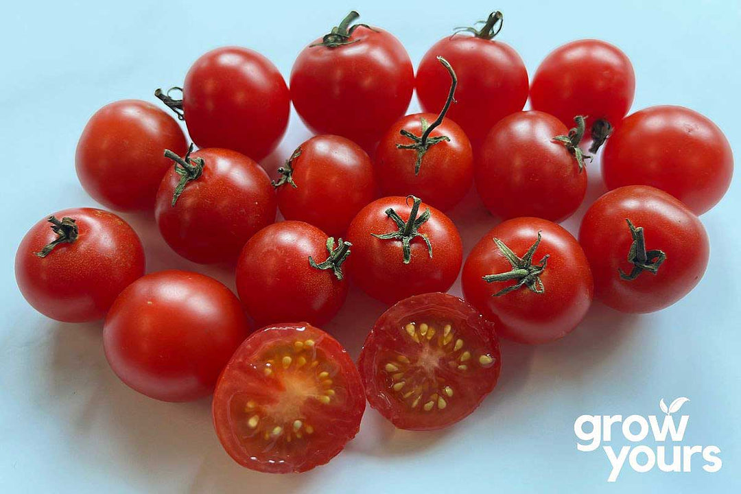 Tomato ‘Window Box Red’