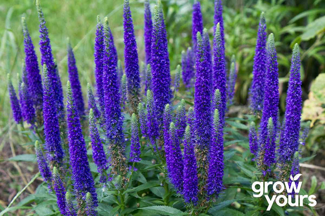 Veronica 'Blue Bouquet'