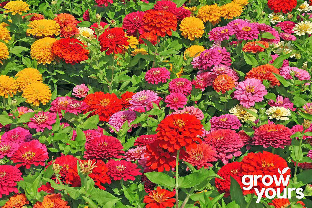 Zinnia ‘Cut and Come Again’