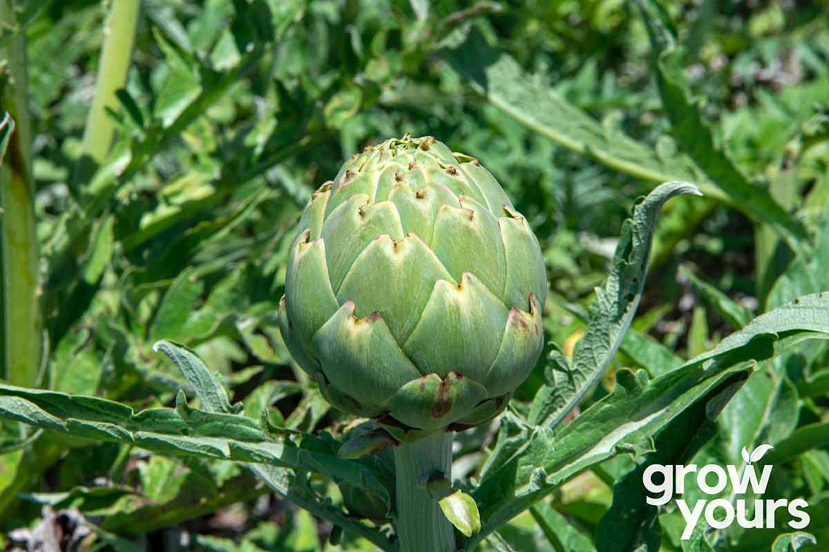 Artichoke ‘Green Globe’ Seeds Heirloom Artichoke Seeds Grow Yours