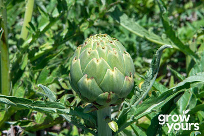 Artichoke Green Globe grown from seeds in garden
