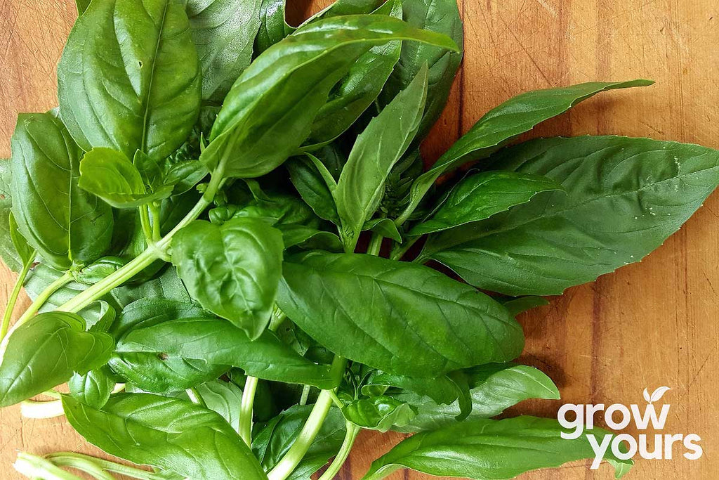 Basil Sweet Genovese Seeds Buy Basil Seeds online Grow Yours